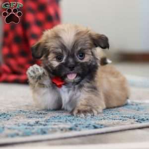 Taylor, Lhasa Apso Puppy